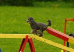 Agility Pudel