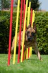 Hund Agility