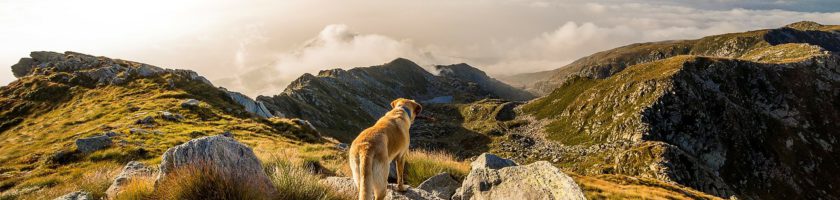 Hund am Berg