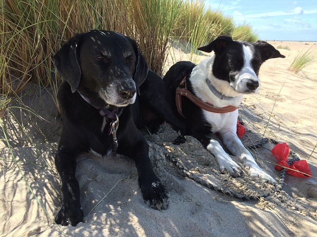 2 Hunde am Strand