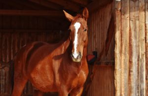 Raidho Healing Horses: Fast wie Raki