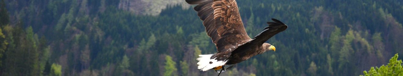 Adler fliegt in Freiheit