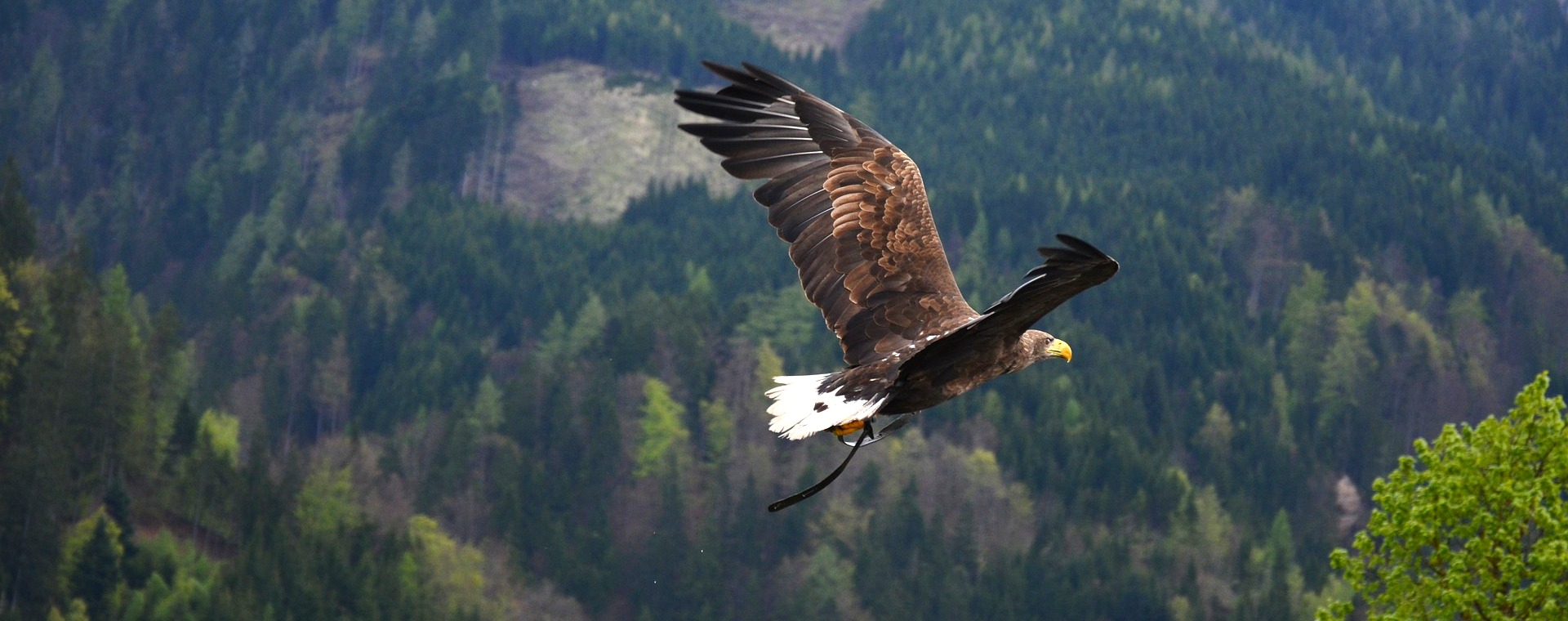 Wie Schnell Können Adler Fliegen Adler fliegt in Freiheit - Tierheilpraxis Adrion