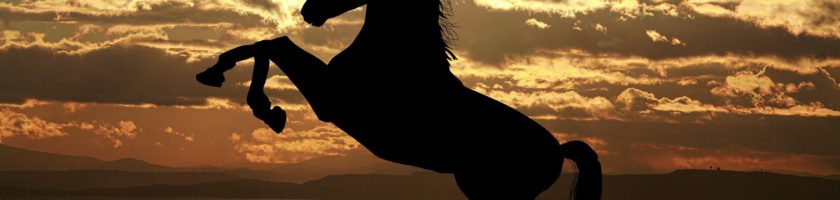 raidho healing horses Pferd am Meer