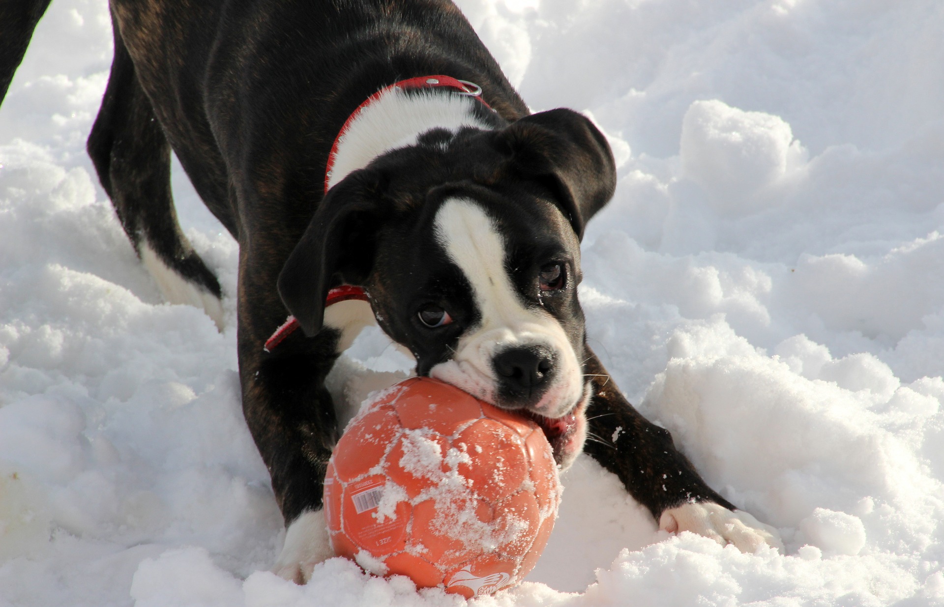 Hund im Winter spielen Tierheilpraxis Adrion