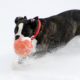 Hund im Winter spielen