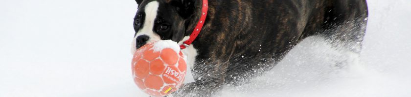 Hund im Winter spielen