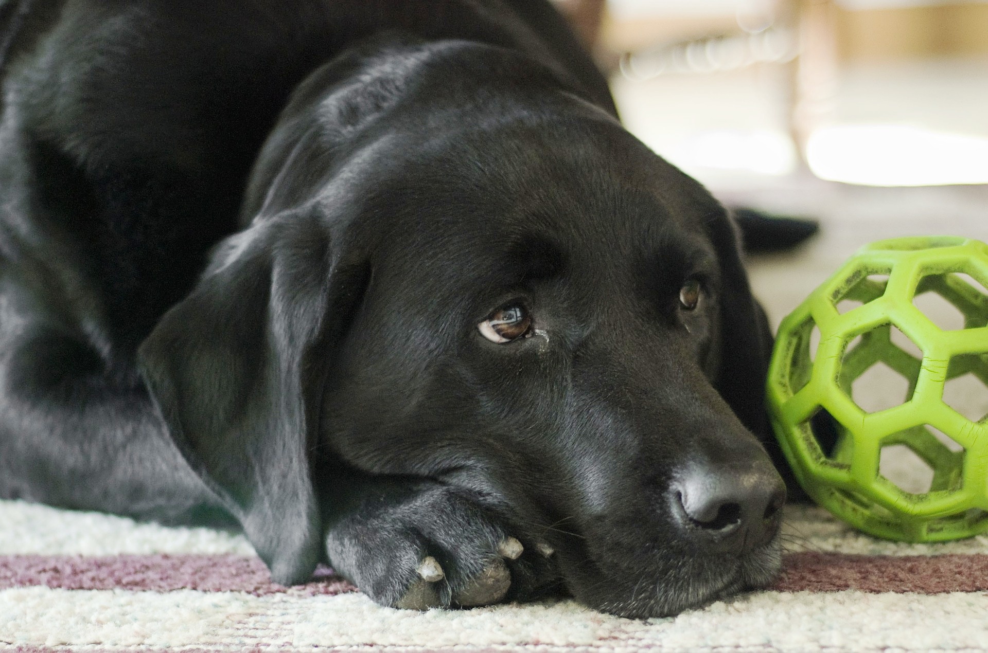 Hund mit Spielzeug - Tierheilpraxis Adrion