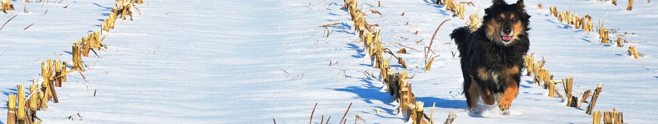 Hund rennt über Feld im Winter